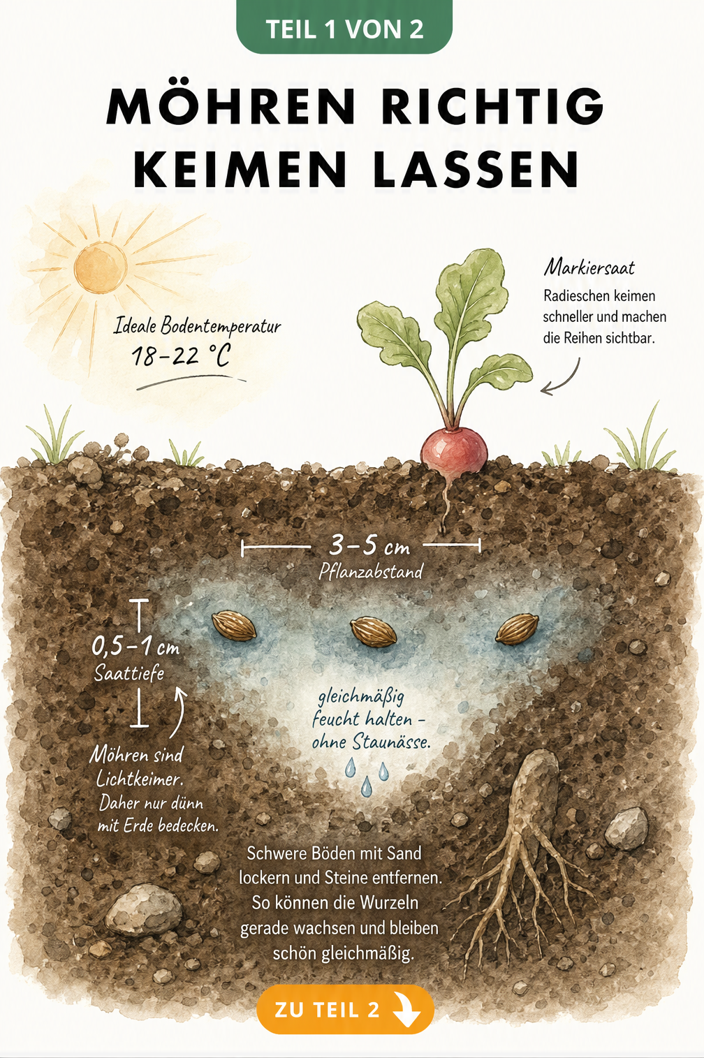 Illustration eines Gartenbeets im Querschnitt mit Karottensamen, Saattiefe und Pflanzabstand