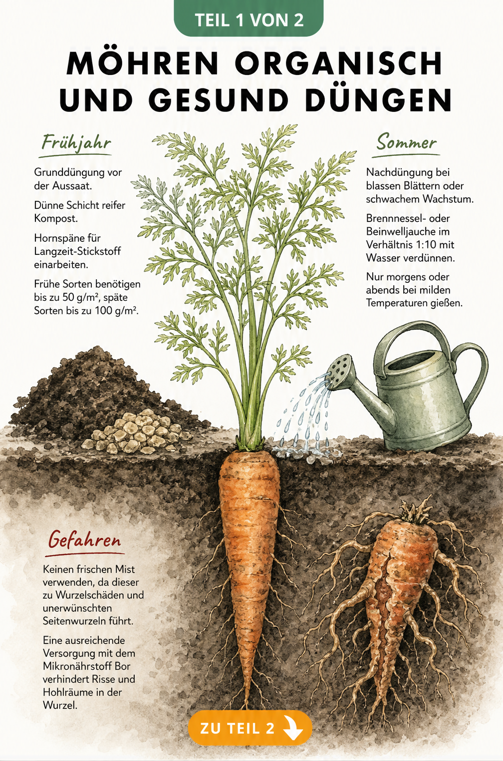 Botanische Illustration einer Möhre im Erdschnitt mit Kompost, Hornspänen und Gießkanne zur Düngung