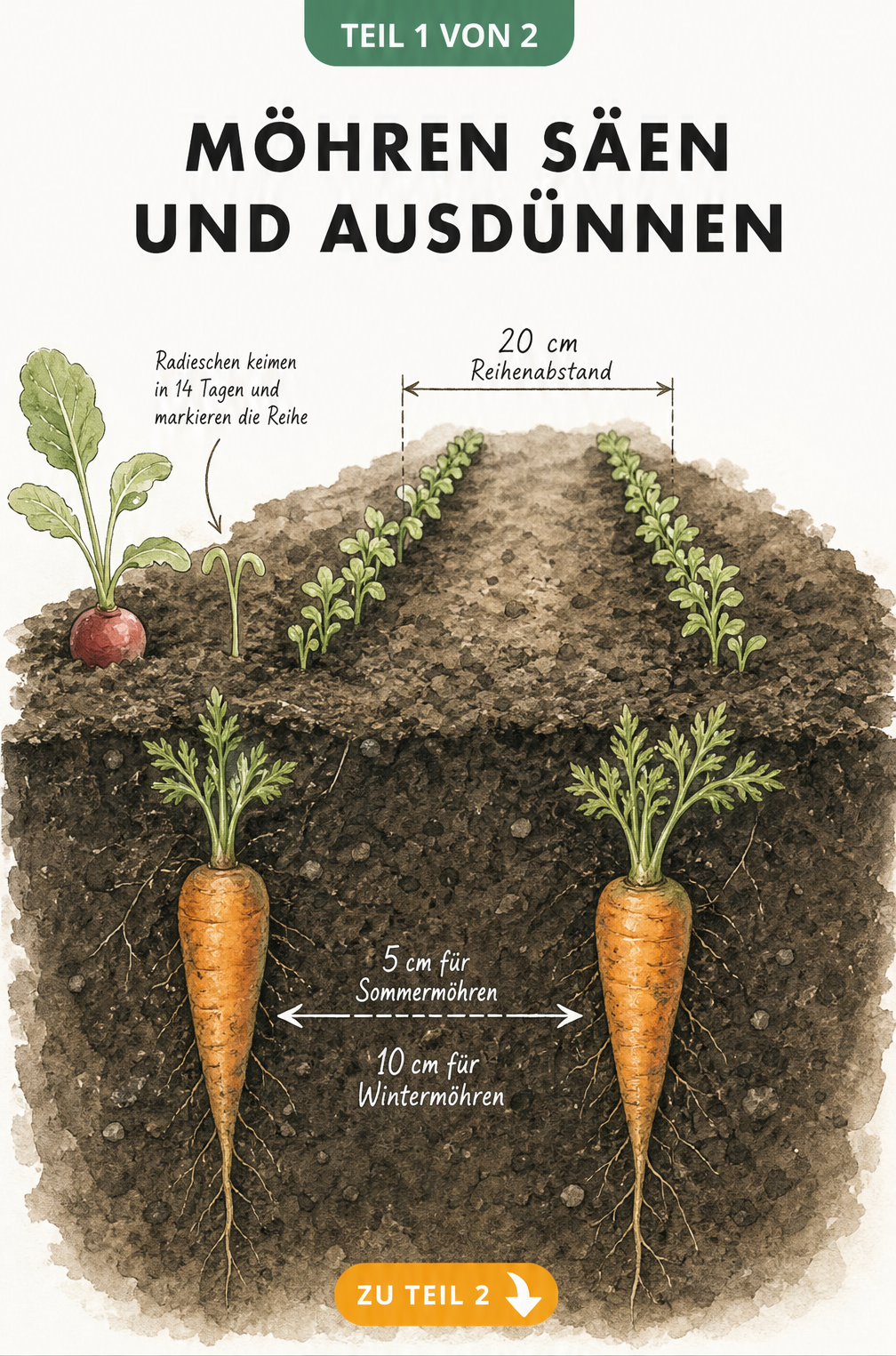 Querschnitt eines Gartenbeets mit Möhren und Radieschen, die den Reihenabstand und Ausdünn-Abstand zeigen