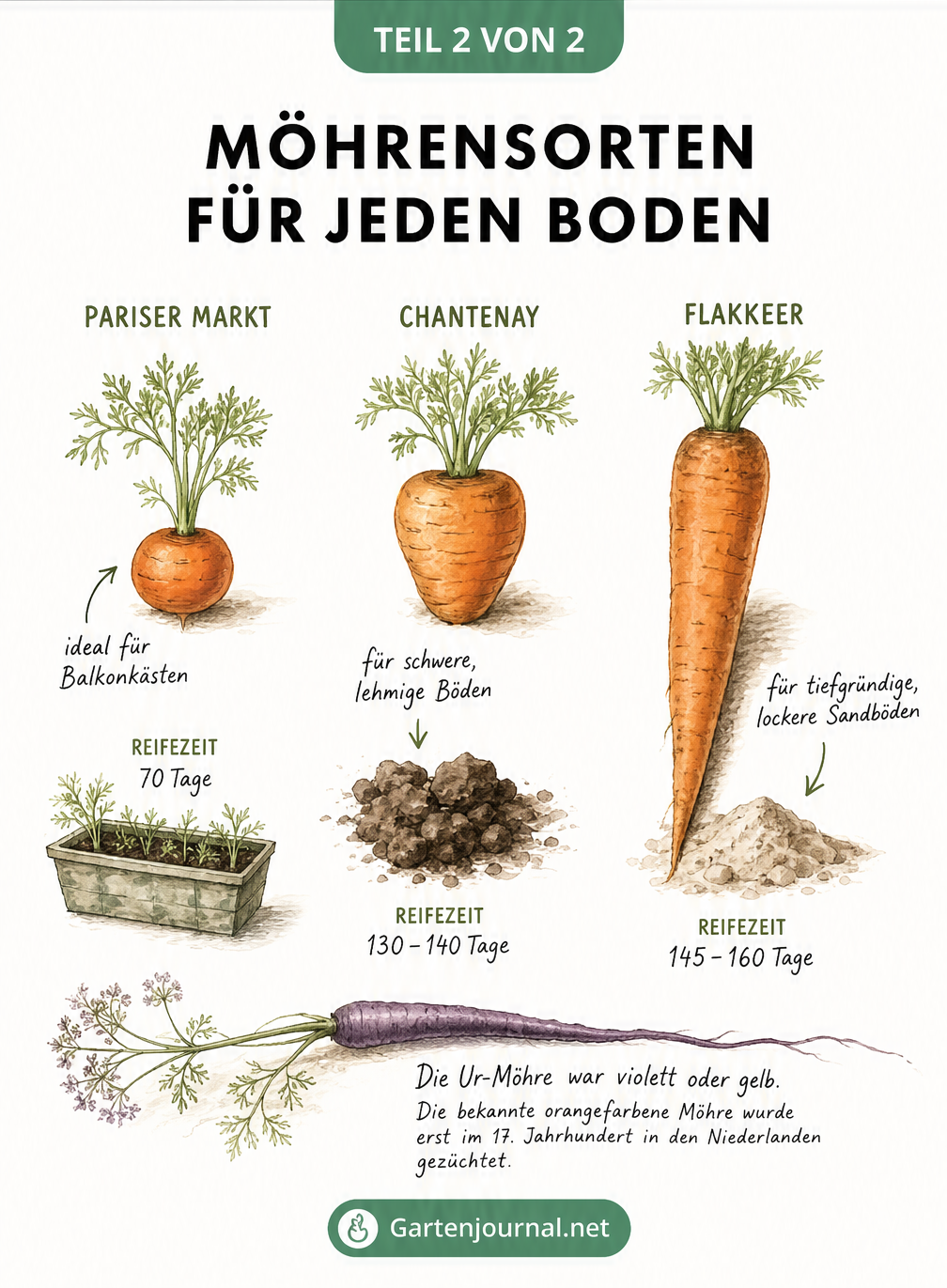 Drei verschiedene Möhrensorten: Pariser Markt, Chantenay und Flakkeer mit Angaben zu Reifezeit und Bodenansprüchen