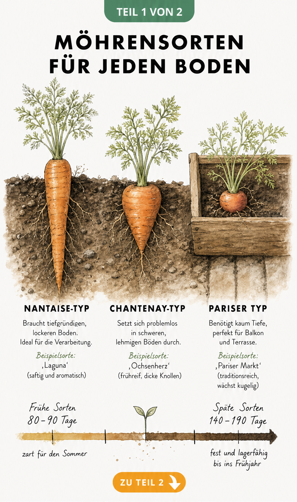 Querschnitt durch ein Gartenbeet mit drei verschiedenen Möhren-Wuchsformen: Nantaise-Typ, Chantenay-Typ und Pariser Typ.
