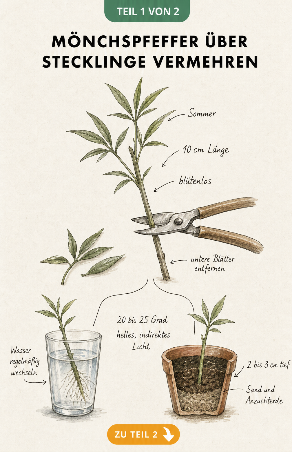 Illustration zur Aussaat von Mönchspfeffer im Frühjahr und Herbst