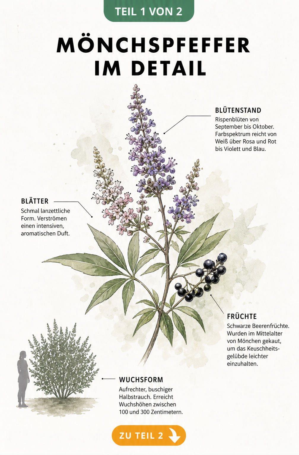 Botanische Illustration des Mönchspfeffers mit Blüten, Blättern und Früchten