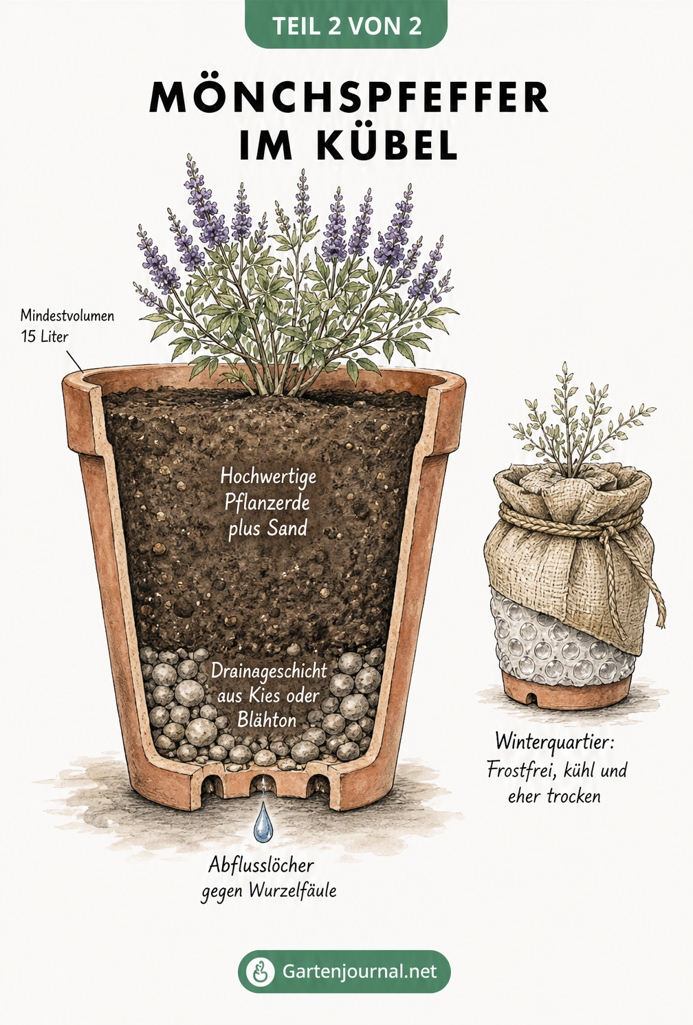Querschnitt eines Terrakotta-Pflanzgefäßes mit Mönchspfeffer, Drainageschicht und Winterquartier-Tipp