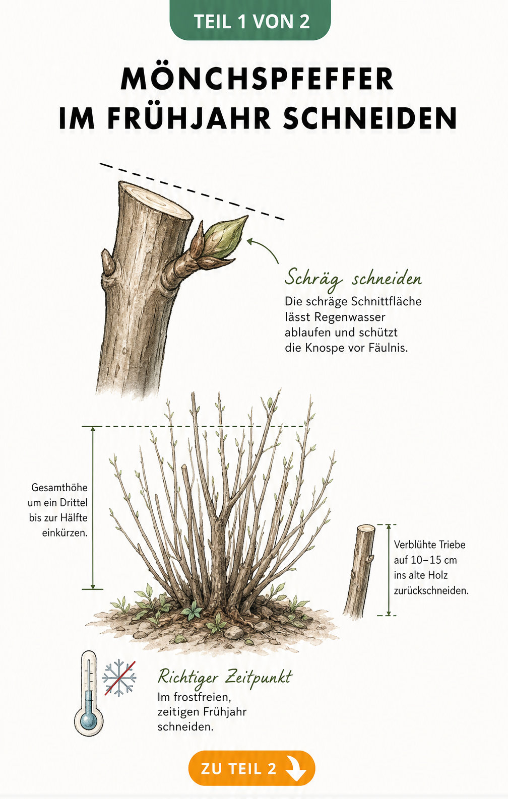 Botanische Illustration eines Mönchspfeffer-Zweigs mit Markierung für den schrägen Schnitt über einer Knospe im Frühjahr
