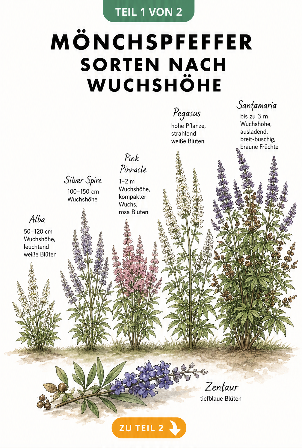Illustration von fünf Mönchspfeffer-Sorten im Größenvergleich mit Blütenfarben und Wuchshöhen