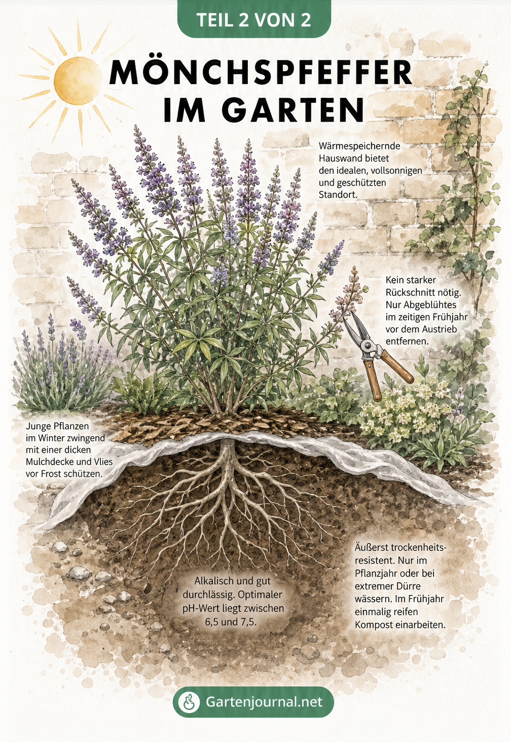 Schnittzeichnung eines Mönchspfeffer-Strauchs im Gartenbeet vor einer Hauswand