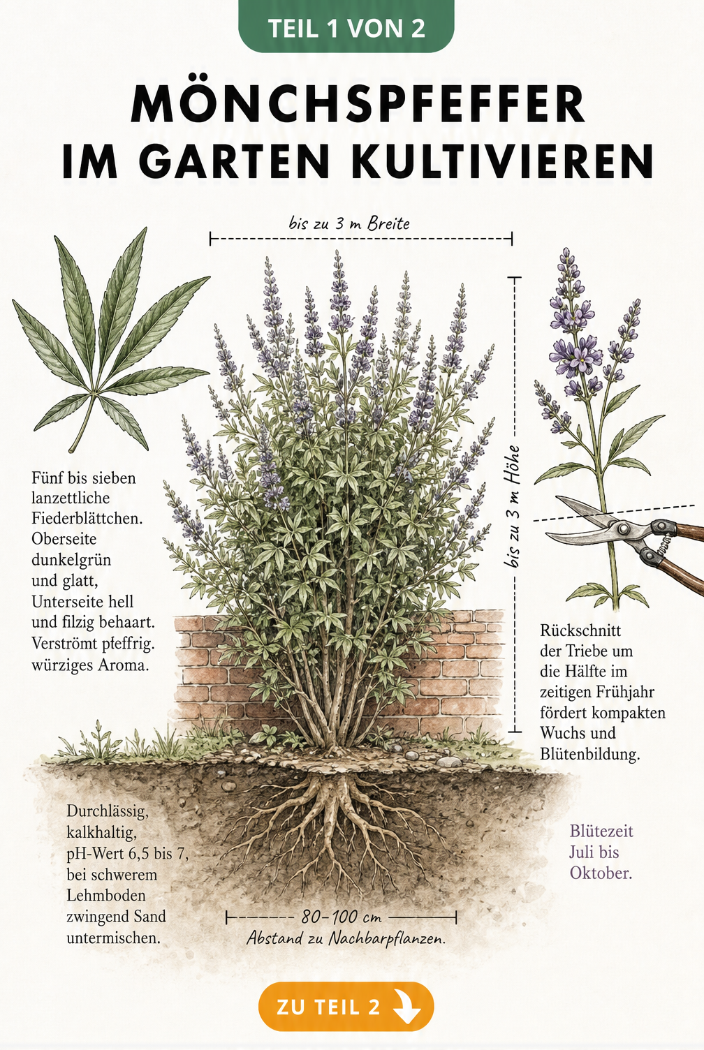 Botanische Querschnitt-Illustration eines Mönchspfeffer-Strauchs mit Wurzelballen, Blättern und Blüten