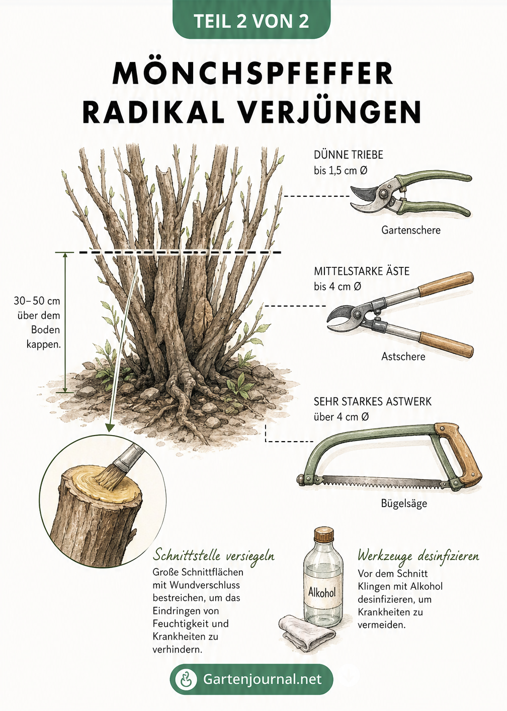 Illustration eines alten Mönchspfeffer-Strauchs mit Schnittlinie für den Verjüngungsschnitt und passendem Werkzeug