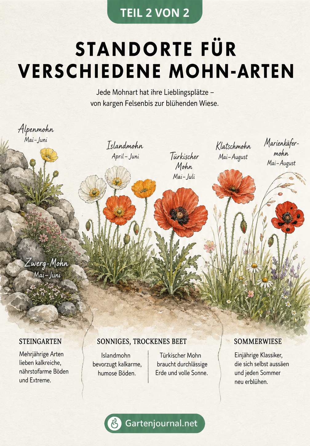 Querschnitt durch eine Gartenlandschaft mit Steingarten, trockenem Gartenbeet und Sommerwiese, die ideale Standorte für verschiedene Mohn-Arten zeigt.