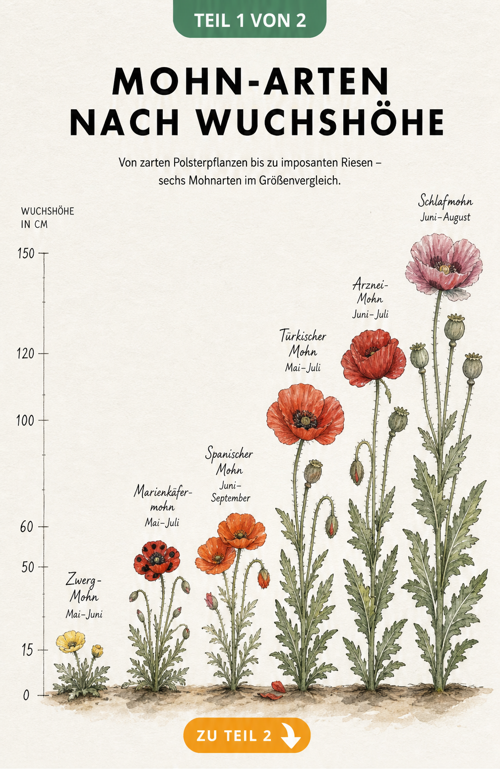 Botanische Illustration von sechs Mohn-Arten nebeneinander mit einer Messskala von 0 bis 150 Zentimetern, die ihre maximale Wuchshöhe zeigt.