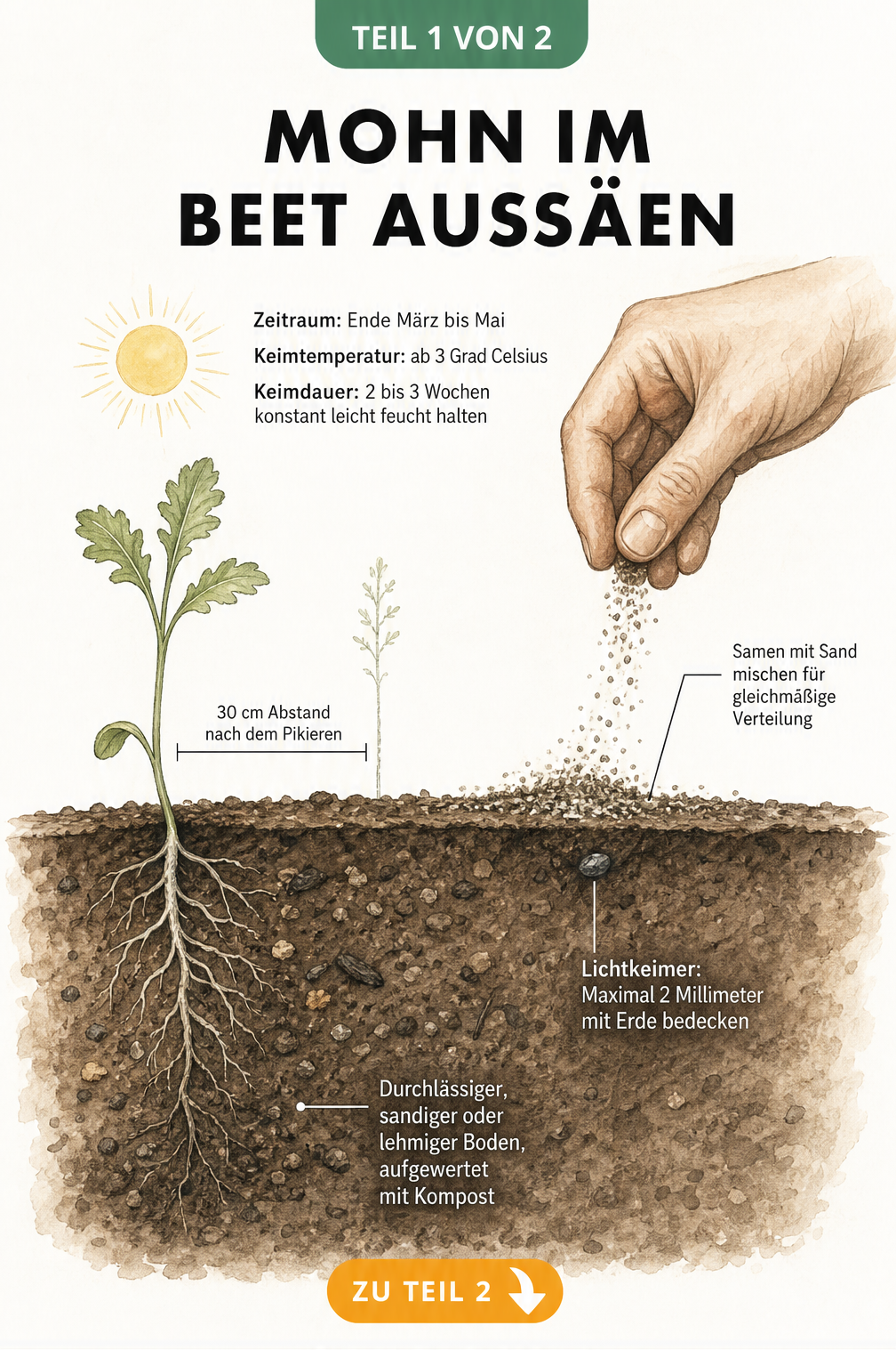 Illustration eines Erdschnitts, der die Aussaat von Mohnsamen mit Sandmischung, die Keimtiefe und den Pflanzabstand zeigt.