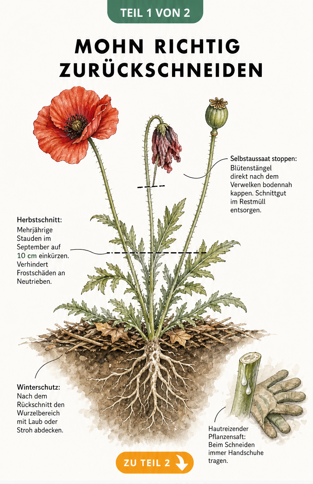 Botanische Illustration einer mehrjährigen Mohnpflanze im Querschnitt mit Schnittlinien für den Rückschnitt