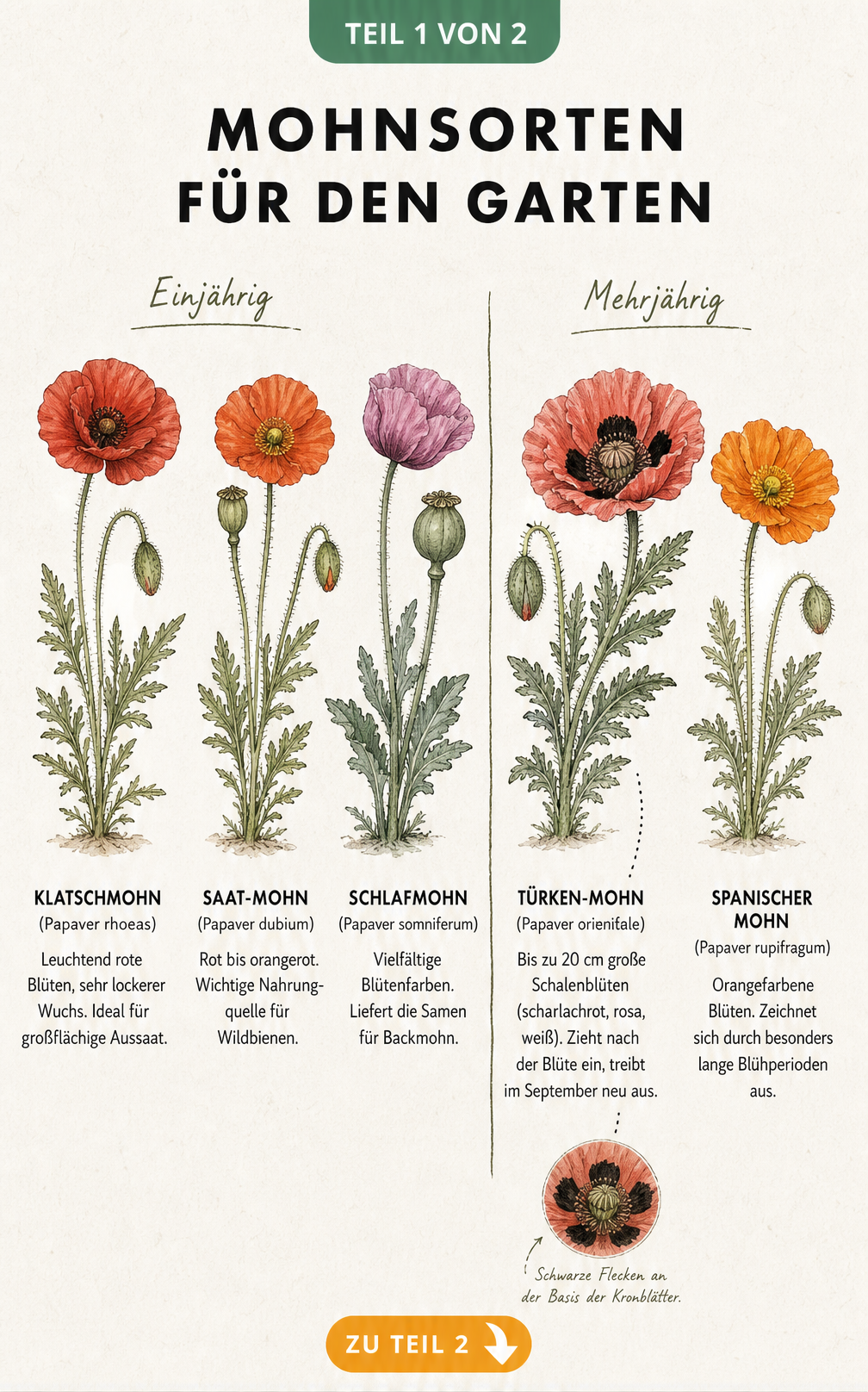 Botanische Illustration von fünf Mohnsorten, unterteilt in einjährige und mehrjährige Arten mit ihren Merkmalen.