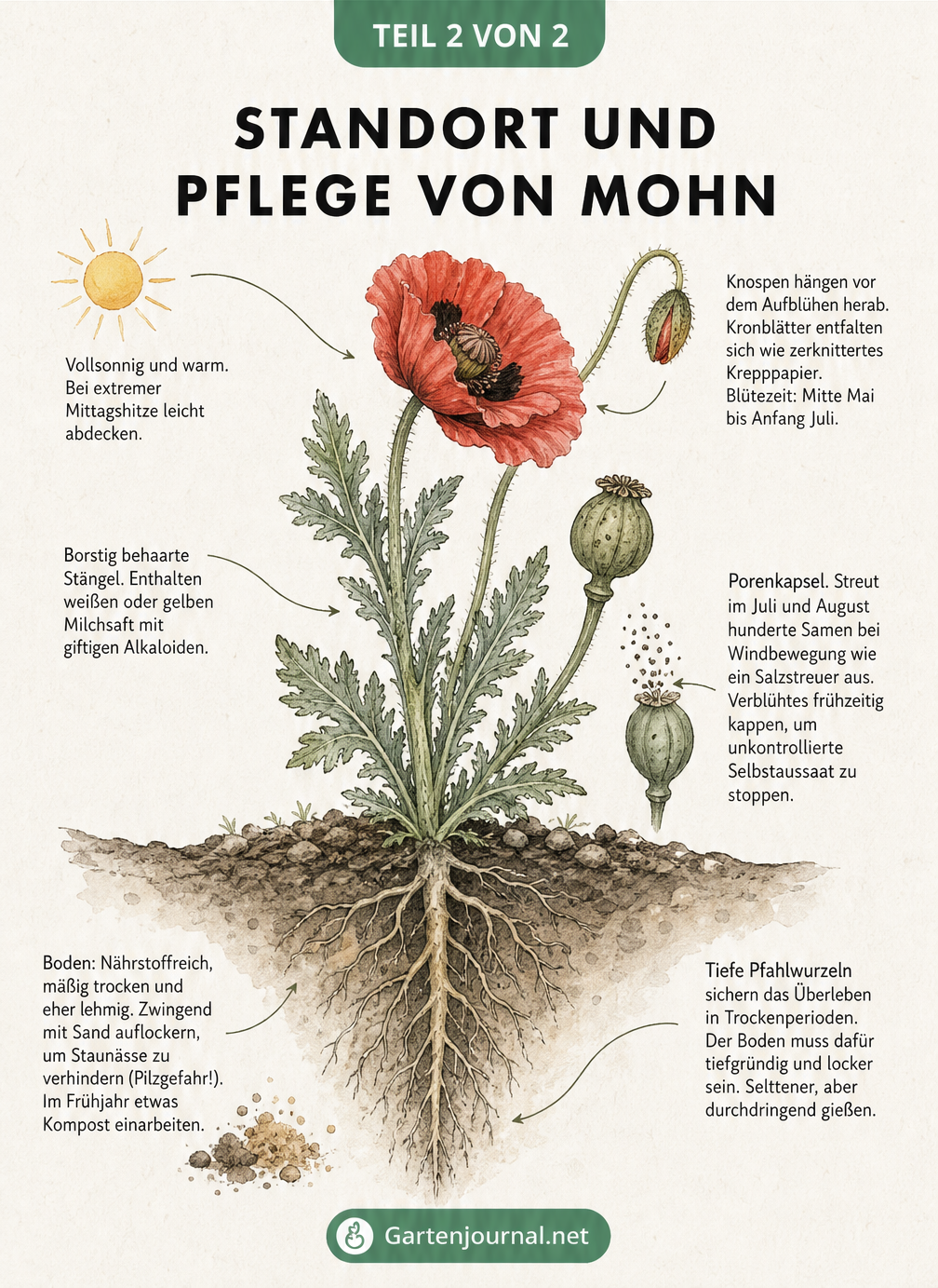 Querschnitt-Illustration einer Mohnpflanze im Beet mit Hinweisen zu Standort, Boden, Wurzeln und Pflege.