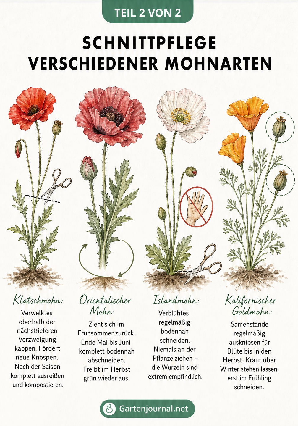 Aquarell-Zeichnungen von Klatschmohn, Orientalischem Mohn, Islandmohn und Kalifornischem Goldmohn mit Pflegehinweisen