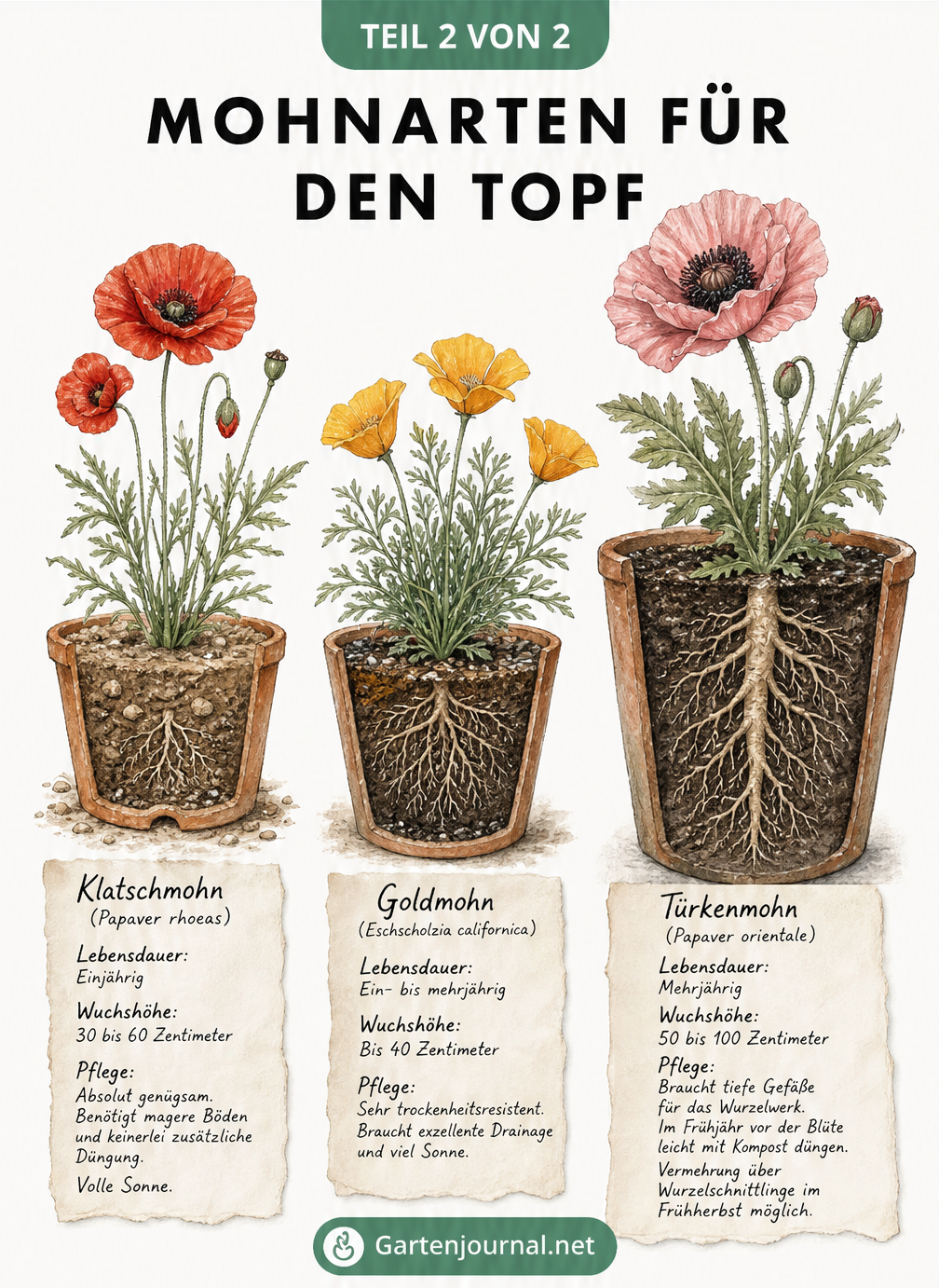 Drei verschiedene Mohnarten im Topf: Klatschmohn, Goldmohn und Türkenmohn im Vergleich