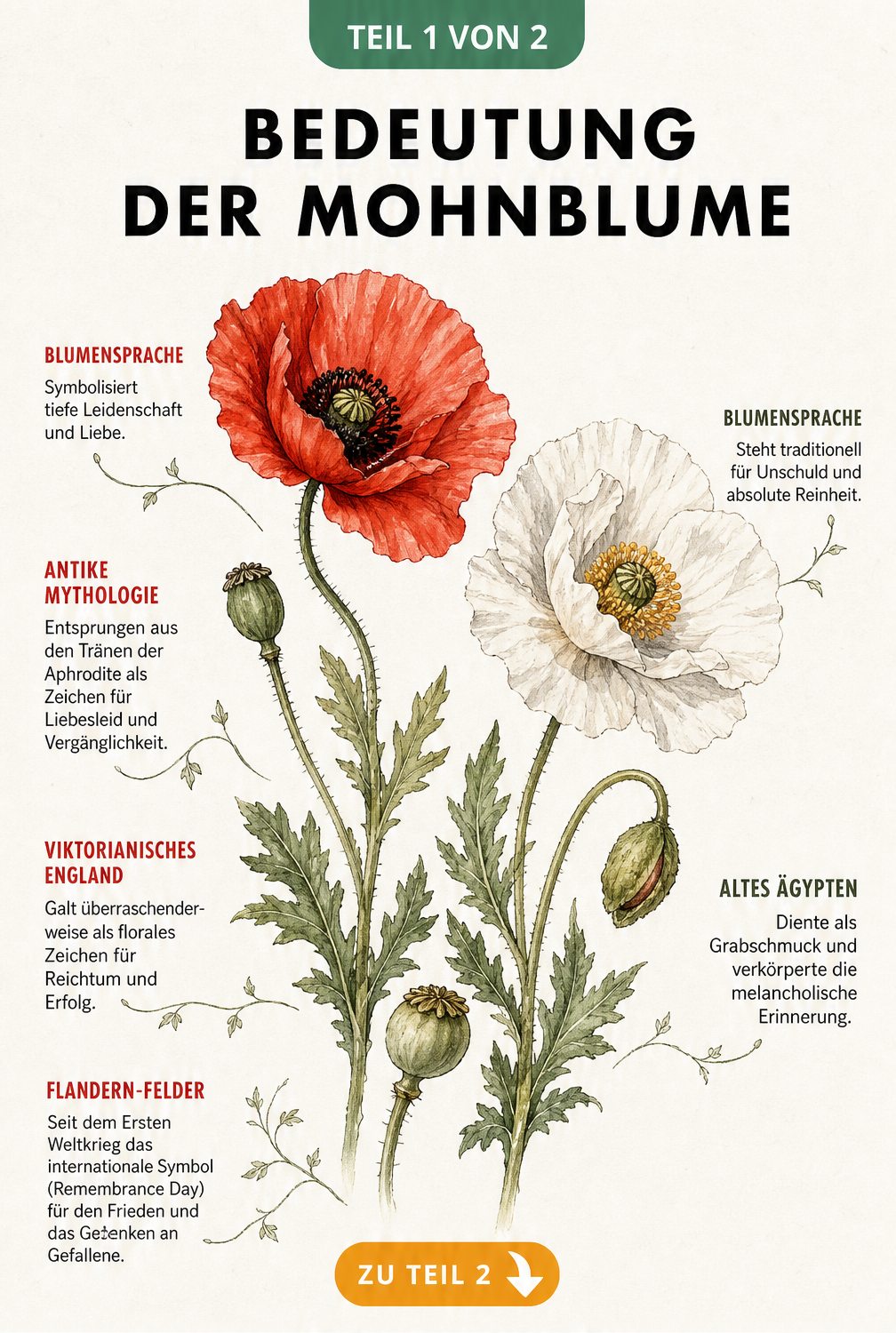 Aquarell-Illustration von rotem und weißem Mohn mit Erklärungen zur Blumensprache und Symbolik