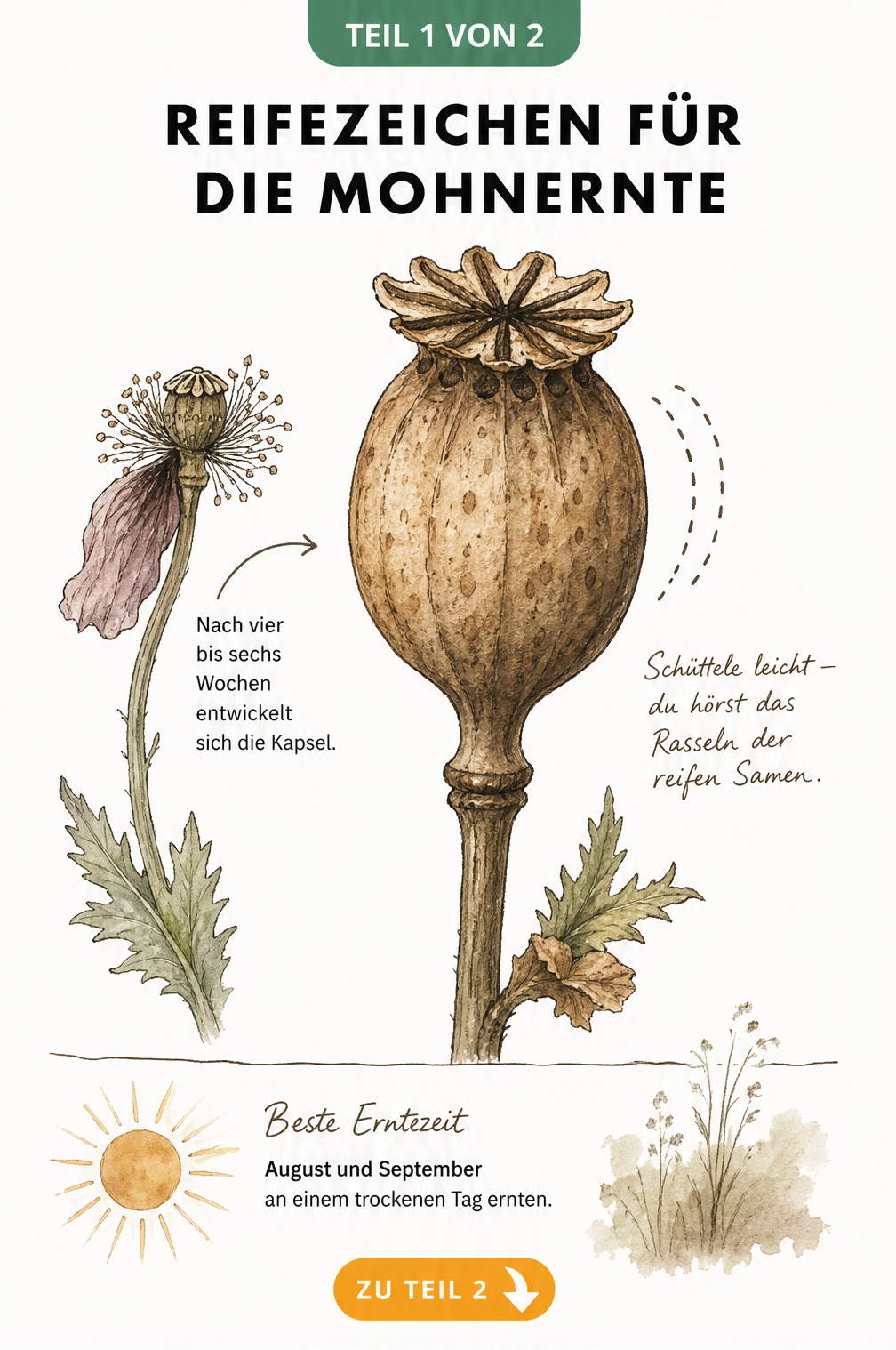 Botanische Illustration einer reifen Mohnkapsel mit Hinweisen zur Erntezeit im August und September