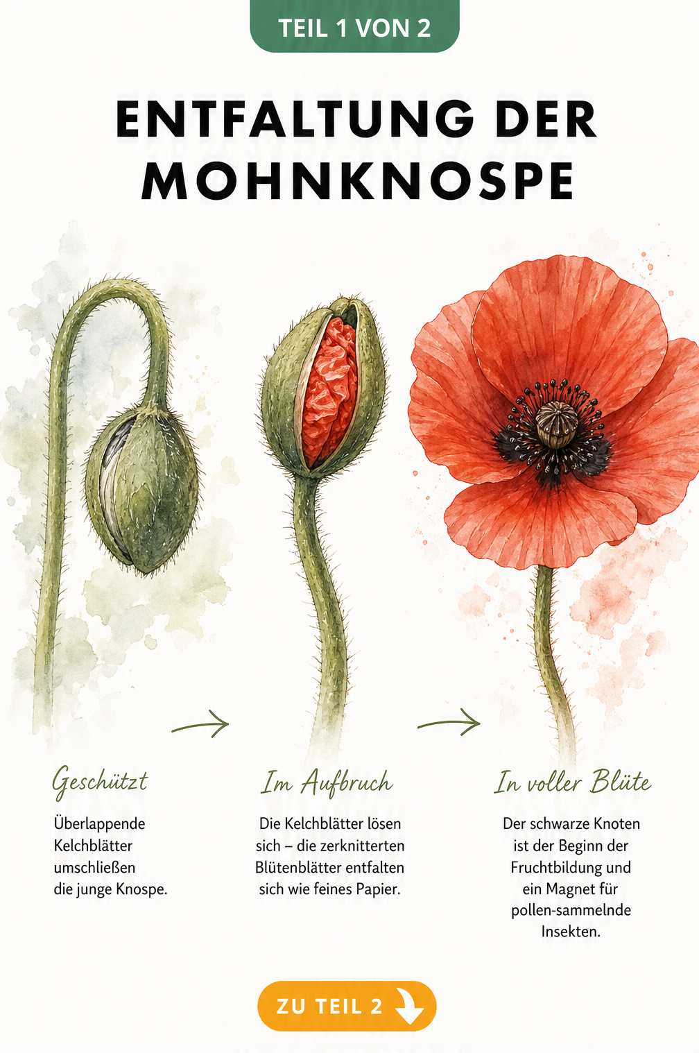 Botanische Illustration der Mohnknospe in drei Entwicklungsstadien von der geschlossenen Knospe bis zur offenen Blüte