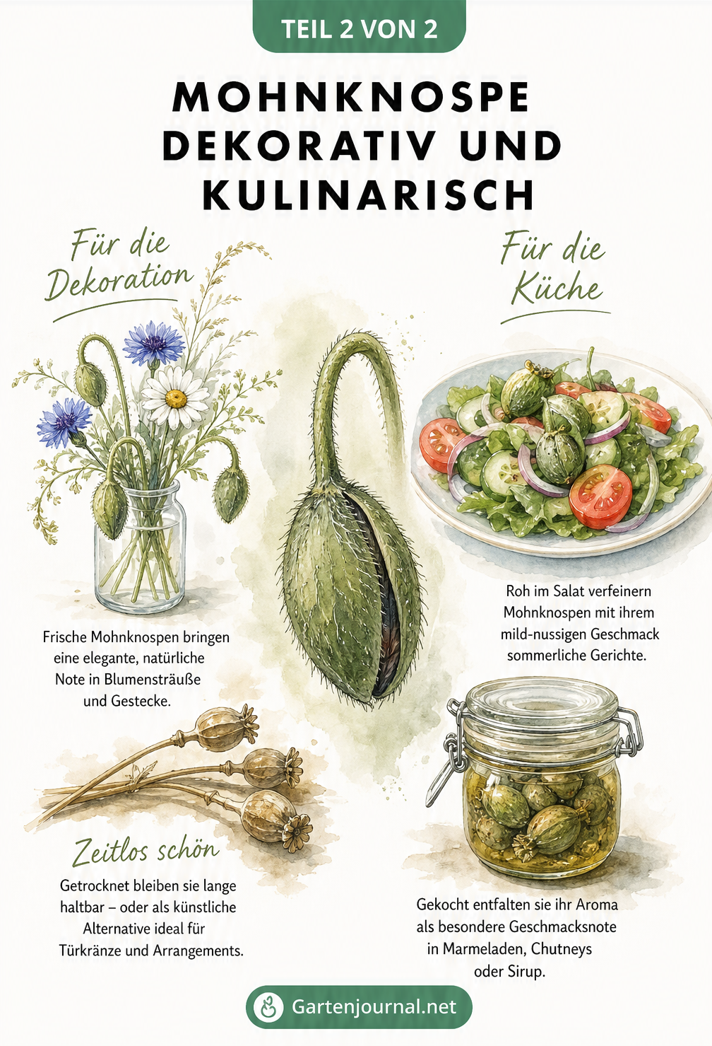 Aquarell-Illustration zur Verwendung von Mohnknospen in der Floristik und als kulinarische Zutat in Salat und Marmelade