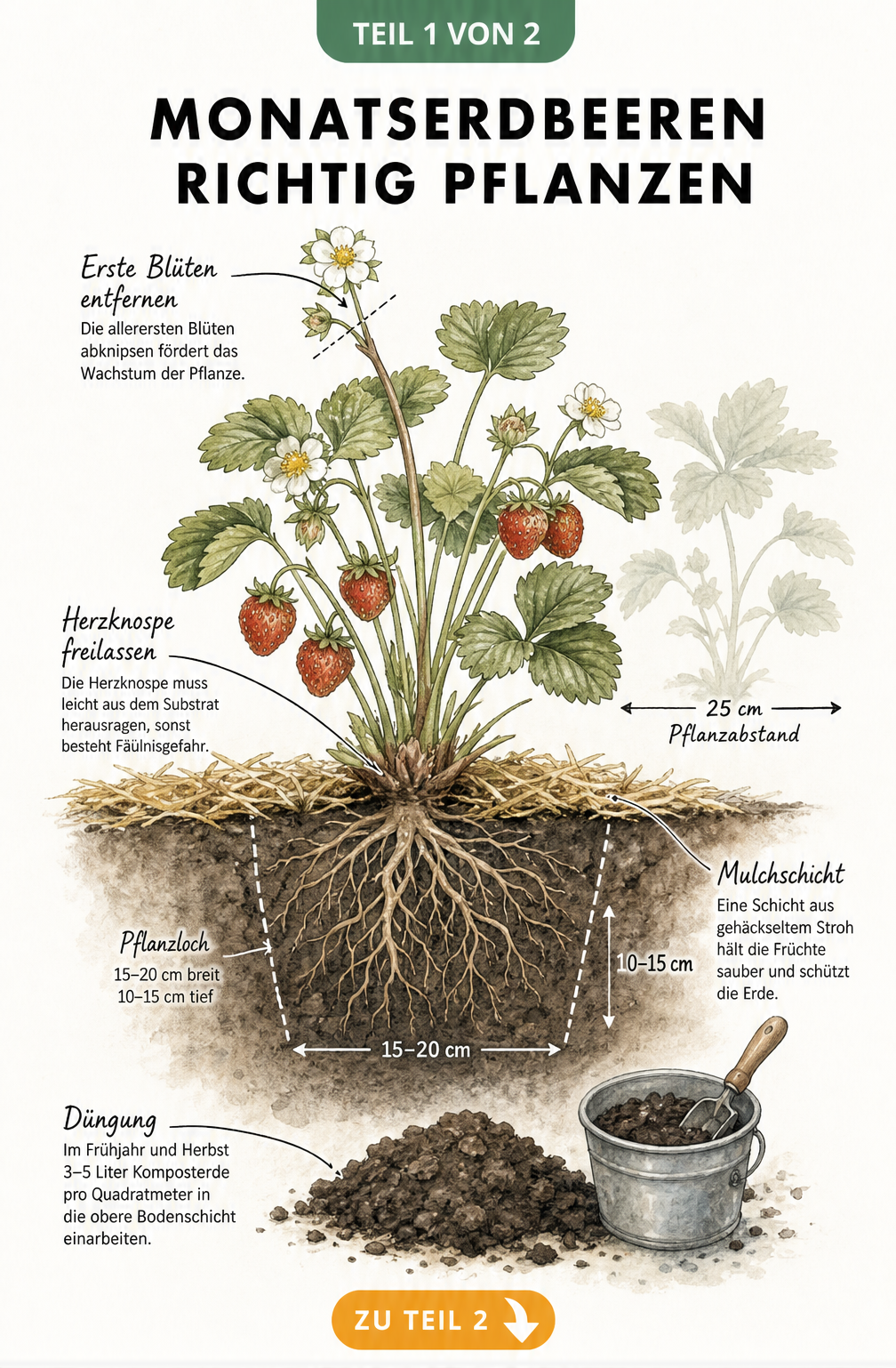 Botanische Querschnitt-Illustration einer Monatserdbeere im Erdreich mit Wurzeln, Herzknospe, Mulchschicht und Pflanzabstand.