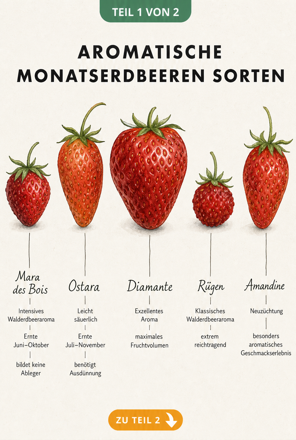 Botanische Illustration von fünf Monatserdbeeren-Sorten: Mara des Bois, Ostara, Diamante, Rügen und Amandine mit ihren spezifischen Merkmalen.
