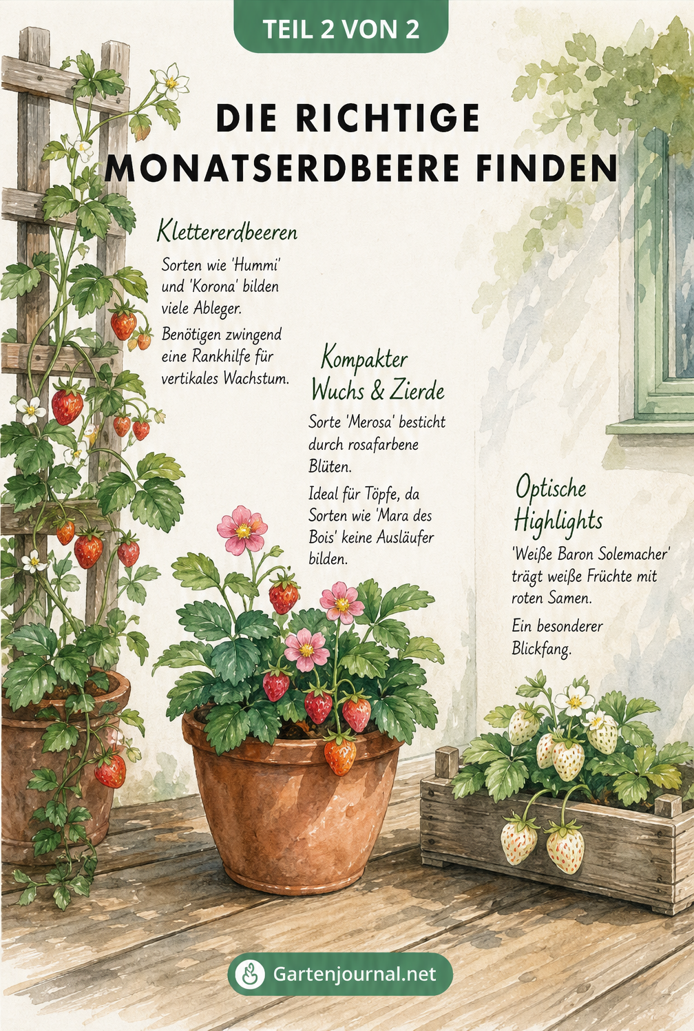 Aquarellierte Gartenszene mit Klettererdbeeren am Spalier, kompakten Erdbeeren im Terrakotta-Topf und weißen Erdbeeren in einer Holzkiste.