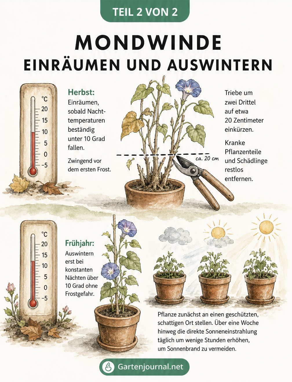 Illustration zum Einräumen und Auswintern der Mondwinde: Rückschnitt im Herbst bei unter 10 Grad und langsame Gewöhnung an die Sonne im Frühjahr.
