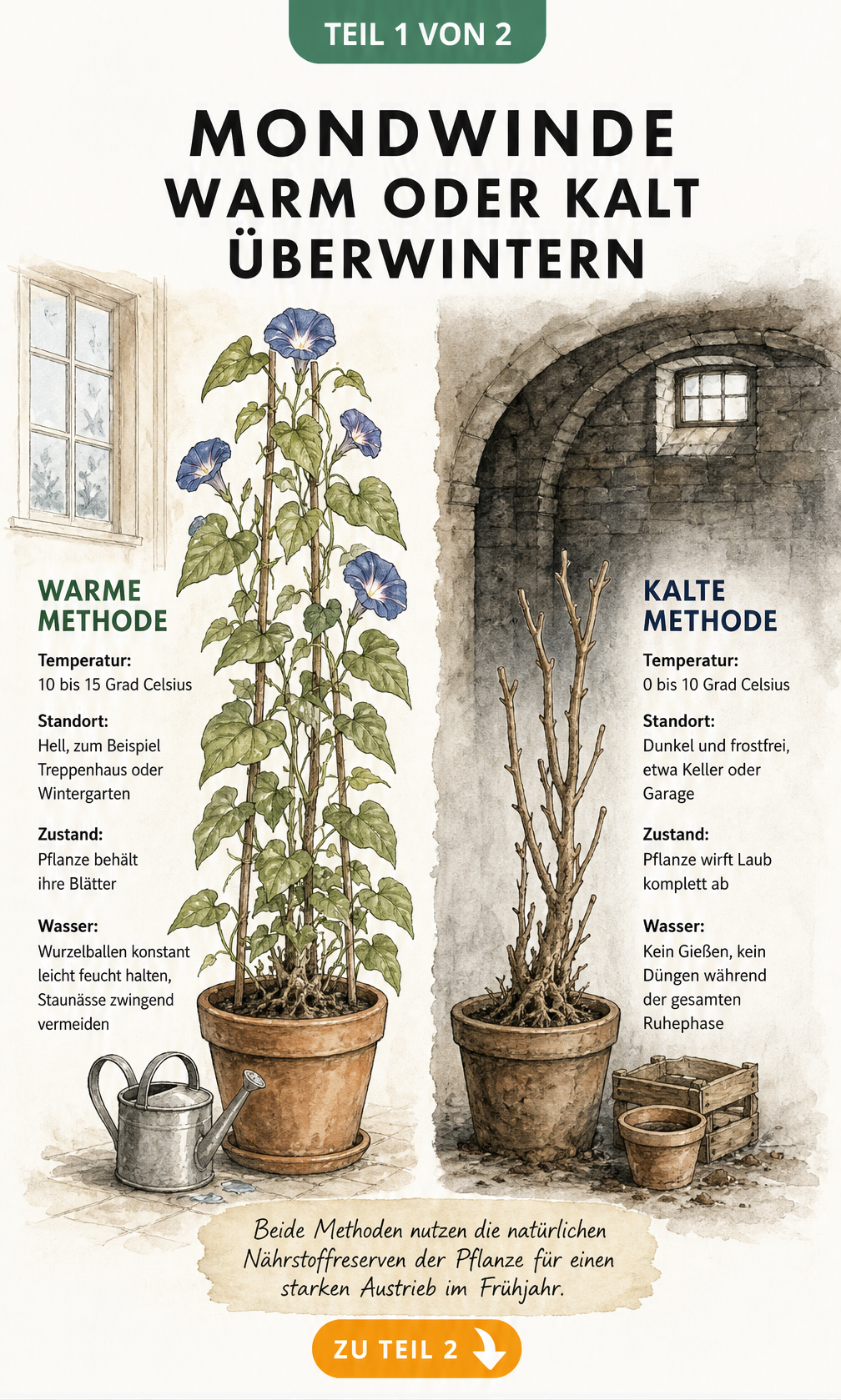 Botanische Illustration der Mondwinde: Gegenüberstellung von warmer Überwinterung mit Blättern und kalter Überwinterung als kahler Wurzelstock.