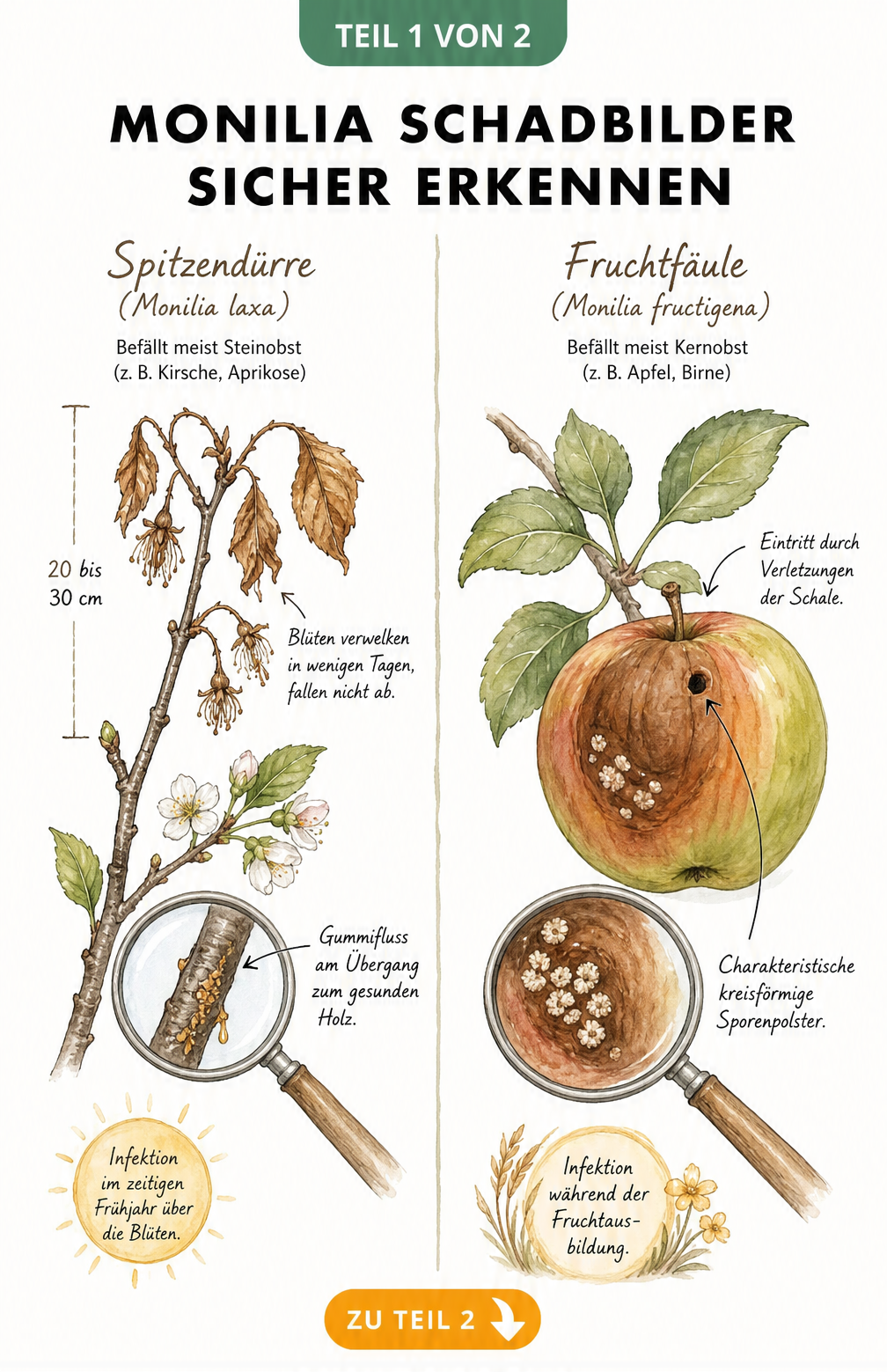 Illustration der Monilia-Schadbilder: Spitzendürre an einem Kirschzweig und Fruchtfäule an einem Apfel im Vergleich.