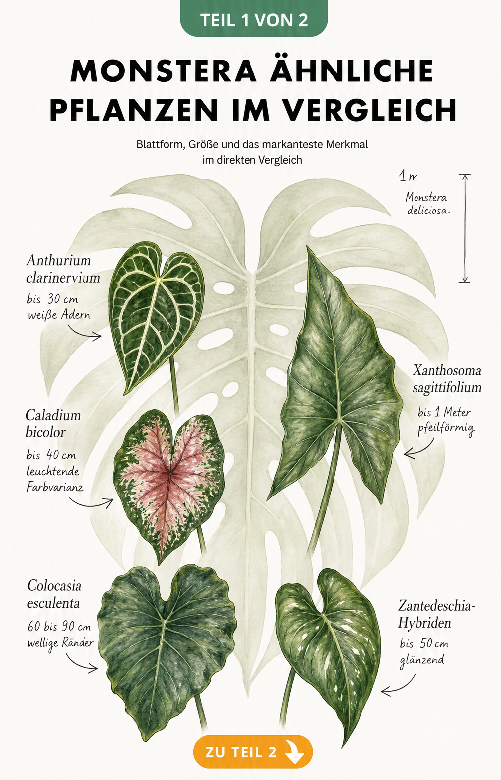 Botanische Illustration von fünf Monstera-Alternativen mit großen Blättern im Größenvergleich