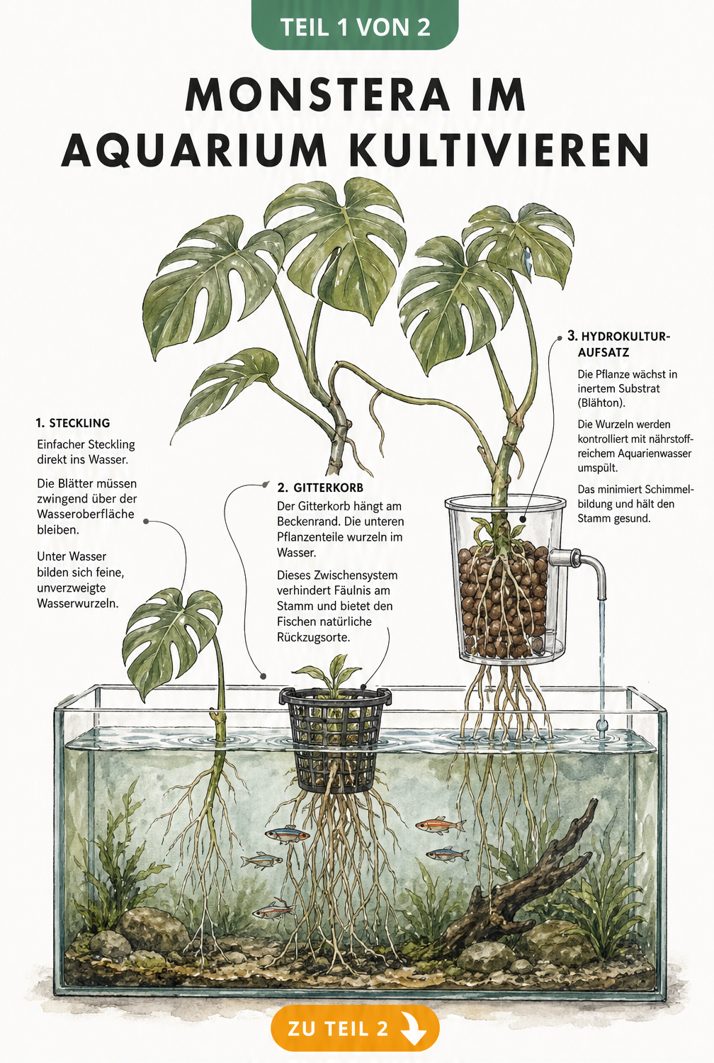 Querschnitt eines Aquariums mit Monstera-Pflanzen, die über Wasser wachsen und im Wasser wurzeln, mit drei Befestigungsmethoden.