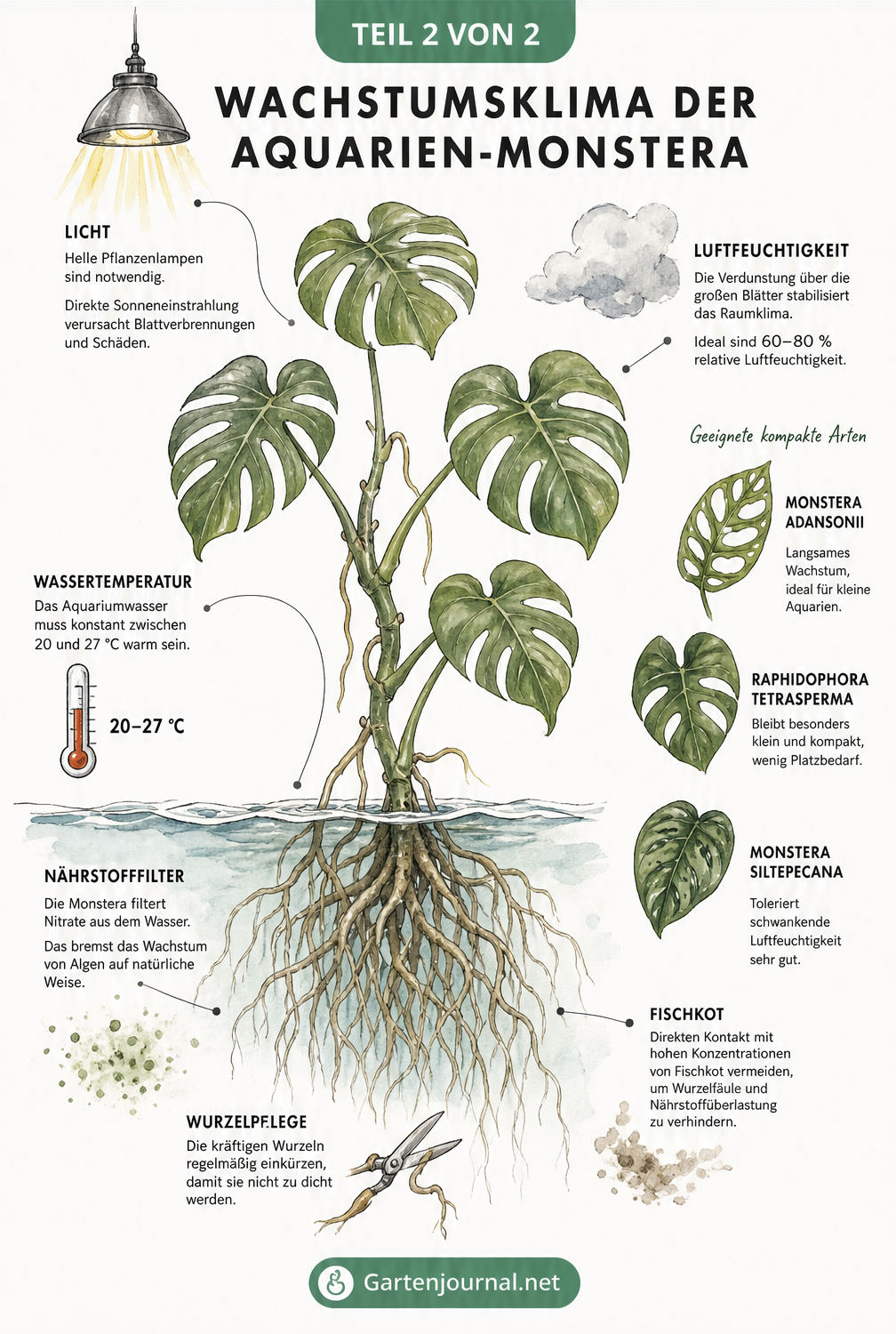 Botanische Illustration einer Monstera im Aquarium mit Details zu Licht, Wassertemperatur, Luftfeuchtigkeit und geeigneten kleinbleibenden Arten.