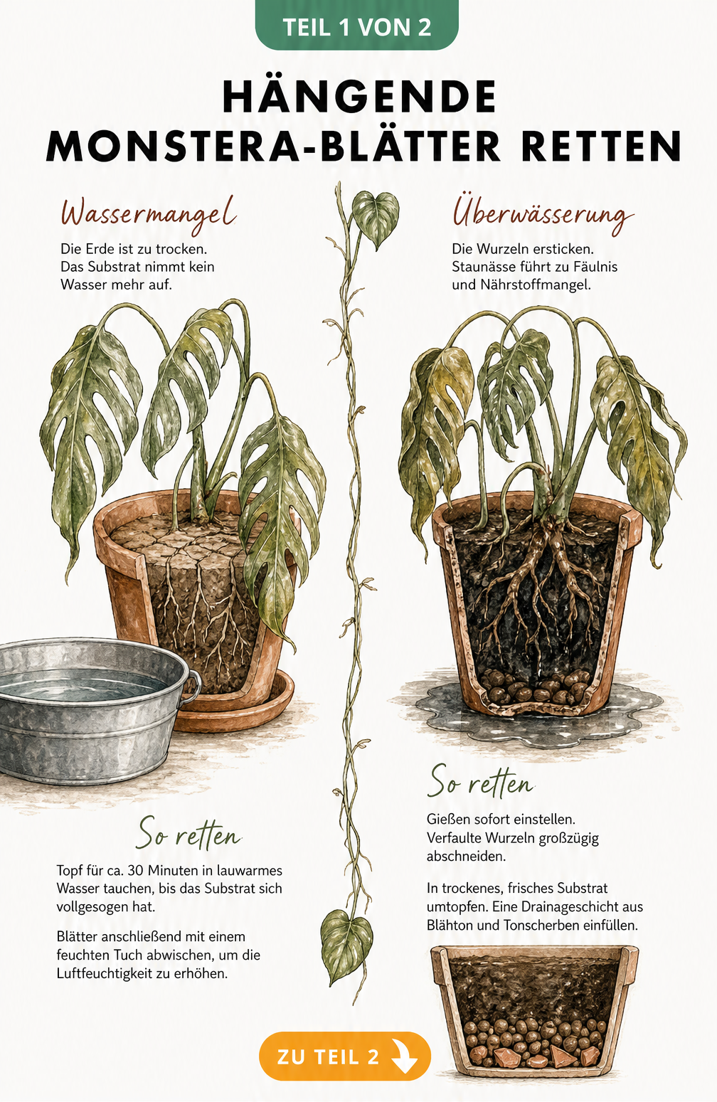Botanische Illustration einer Monstera mit hängenden Blättern bei Wassermangel und Überwässerung