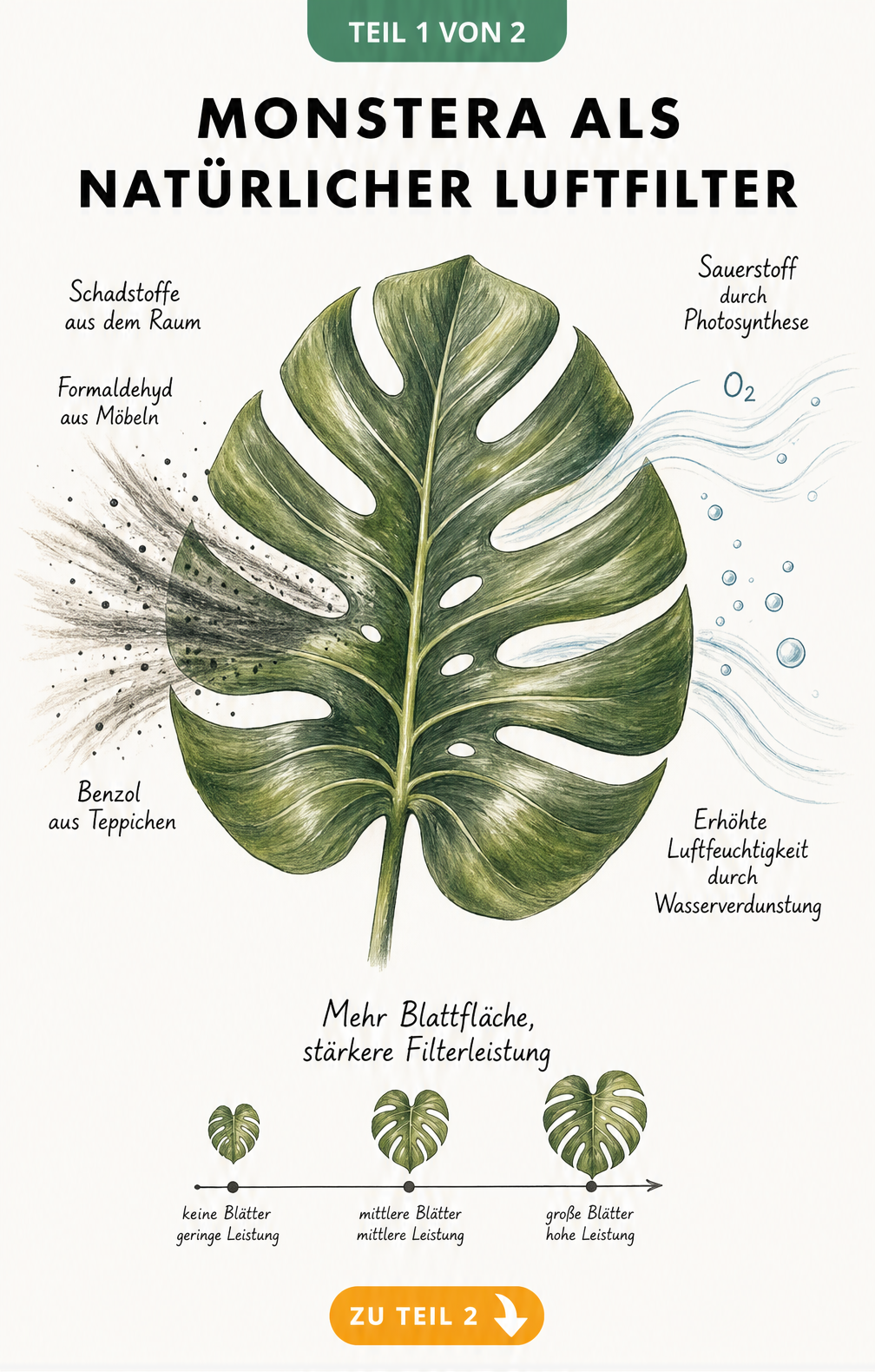 Botanische Illustration eines Monstera-Blattes, das Schadstoffe wie Formaldehyd und Benzol aufnimmt und Sauerstoff sowie Luftfeuchtigkeit abgibt.