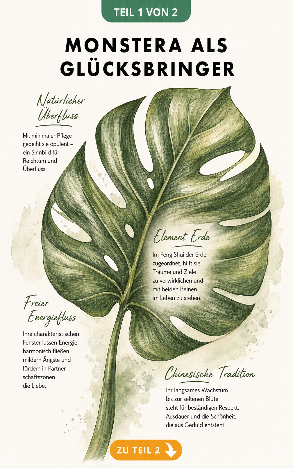 Botanische Illustration eines Monstera-Blattes mit handgeletterten Texten zur Symbolik in Feng-Shui und chinesischer Tradition