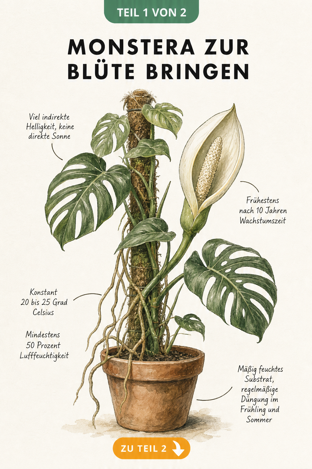 Botanische Illustration einer blühenden Monstera deliciosa mit Hinweisen zu Licht, Temperatur, Luftfeuchtigkeit und Nährstoffen