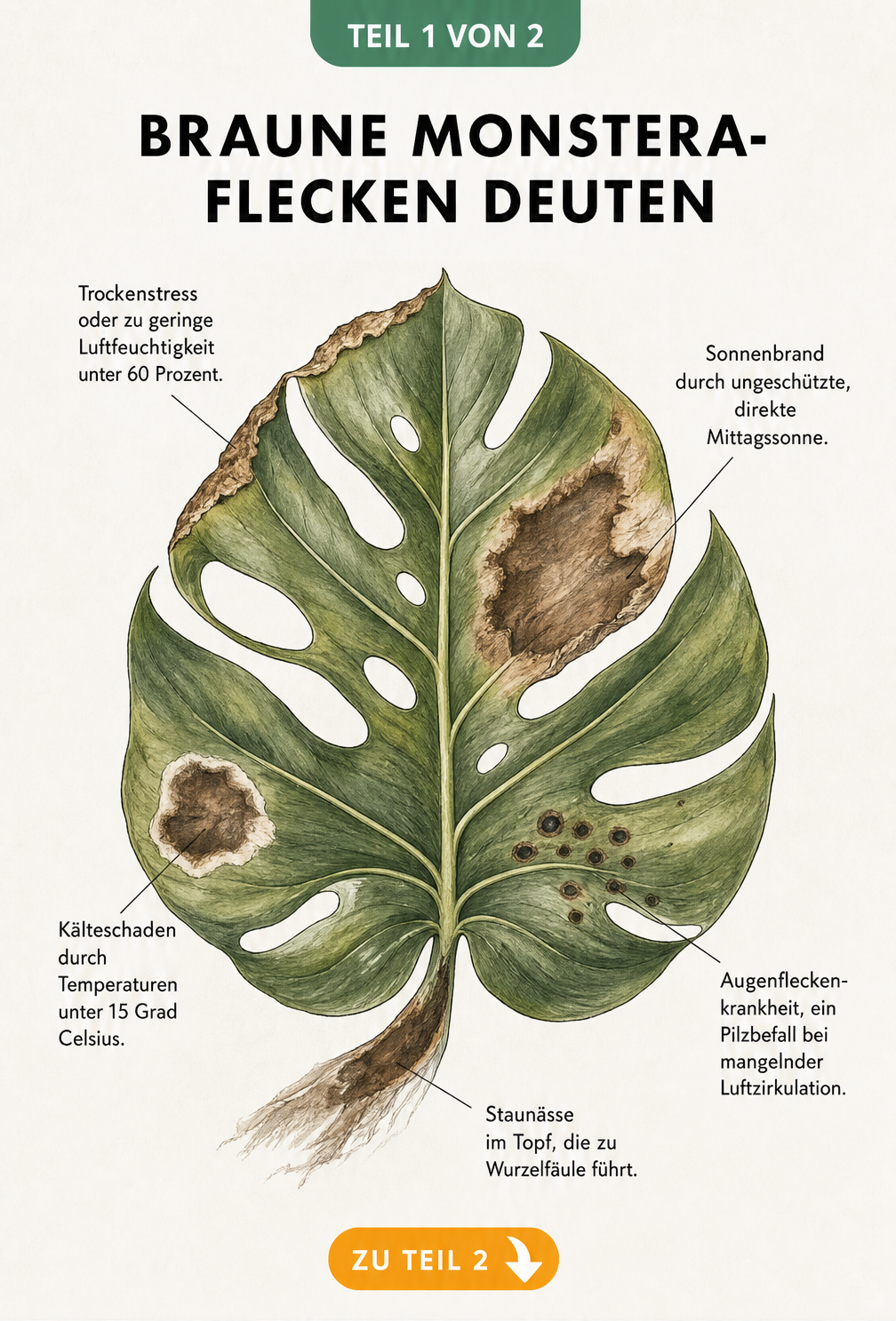 Illustration eines Monstera-Blattes mit verschiedenen braunen Flecken und deren Ursachen wie Sonnenbrand, Kälteschaden und Staunässe