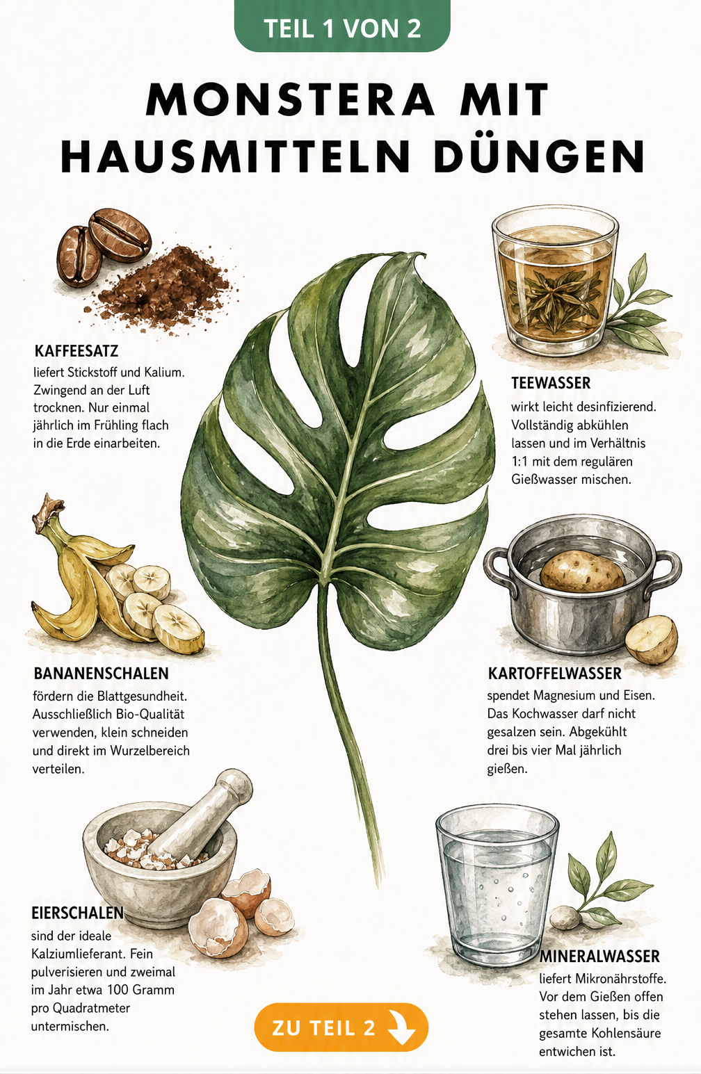 Botanische Illustration eines Monstera-Blattes umgeben von sechs Hausmitteln zum Düngen wie Kaffeesatz, Bananenschale und Eierschalen