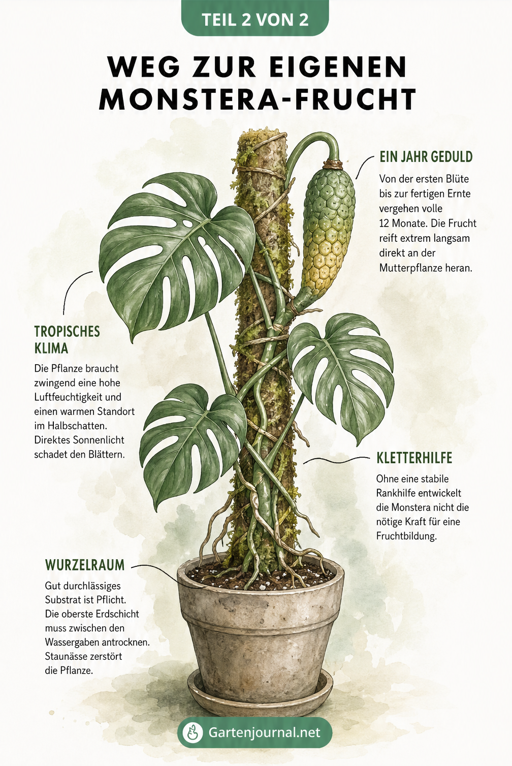 Illustration einer Monstera Deliciosa am Moosstab mit Hinweisen zu Wachstum, Klima und Erntezeit