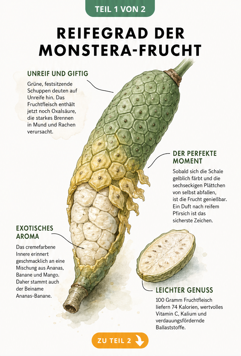 Botanische Illustration der Monstera-Frucht mit Erklärungen zu Reifegrad, Schale und Fruchtfleisch