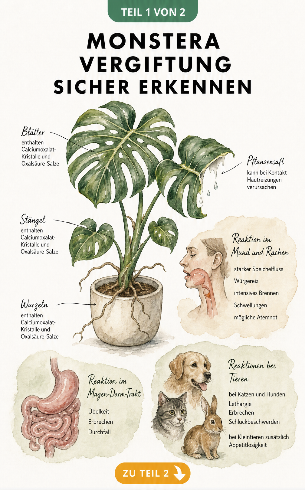 Botanische Illustration einer Monstera mit Hinweisen auf giftige Pflanzenteile und Symptome bei Menschen und Tieren
