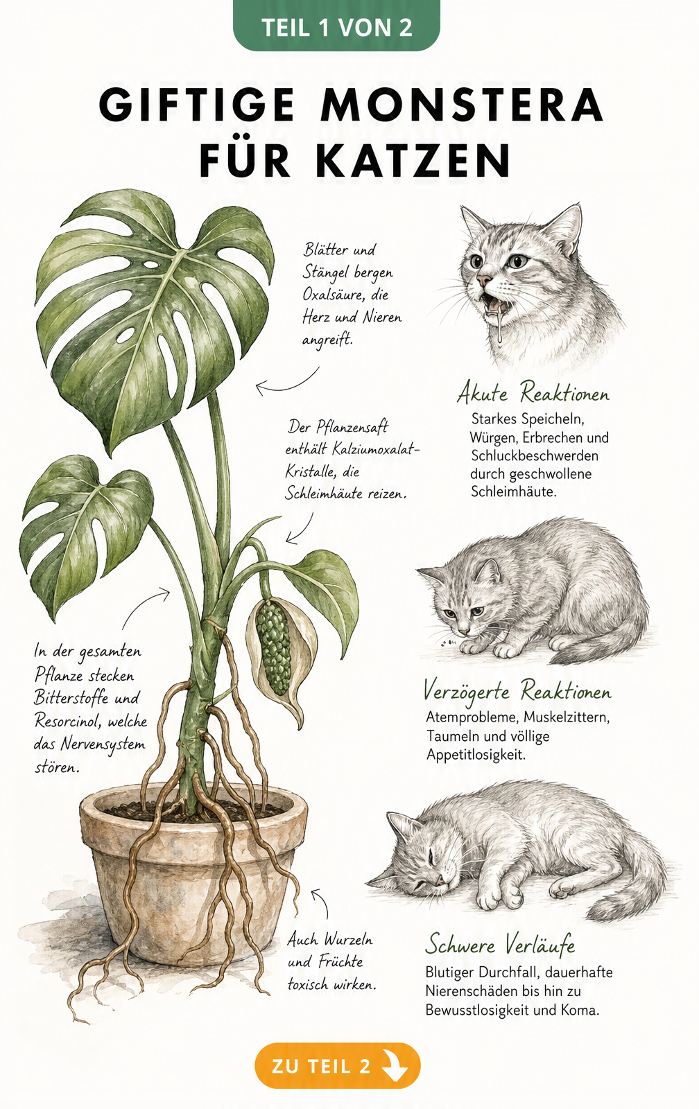 Botanische Illustration einer Monstera mit Hinweisen zu Giftstoffen und Skizzen einer Katze mit Vergiftungssymptomen