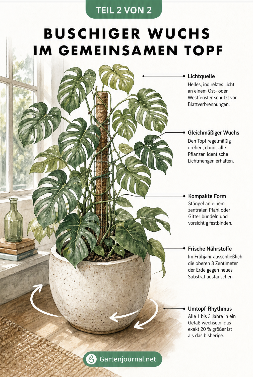 Illustration einer buschigen Monstera-Gruppe im Topf am Fenster mit Rankhilfe und Hinweisen zur Pflege