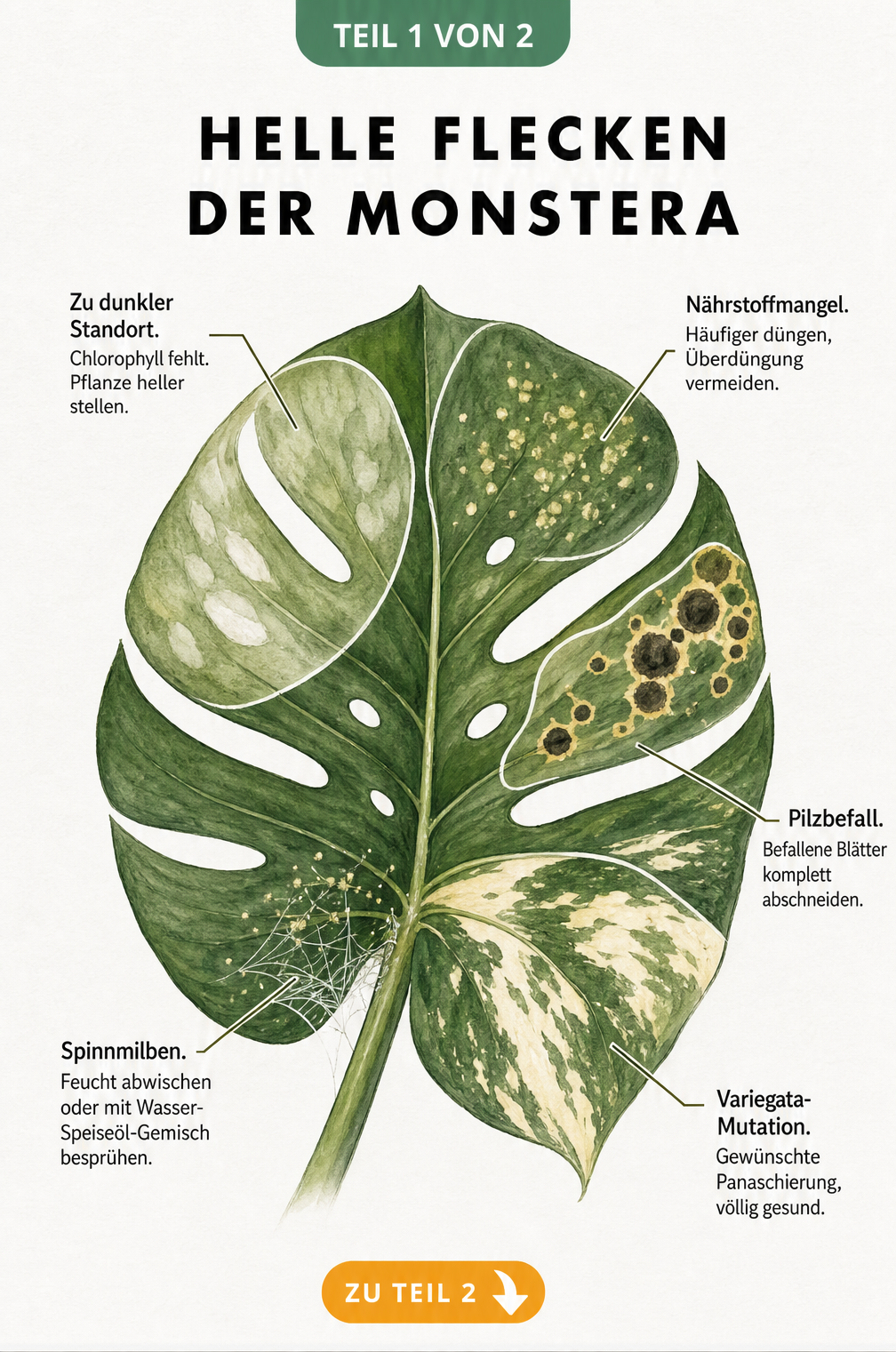 Botanische Illustration eines Monstera-Blattes, das verschiedene Arten von hellen Flecken durch Standort, Nährstoffmangel, Pilzbefall, Spinnmilben und...