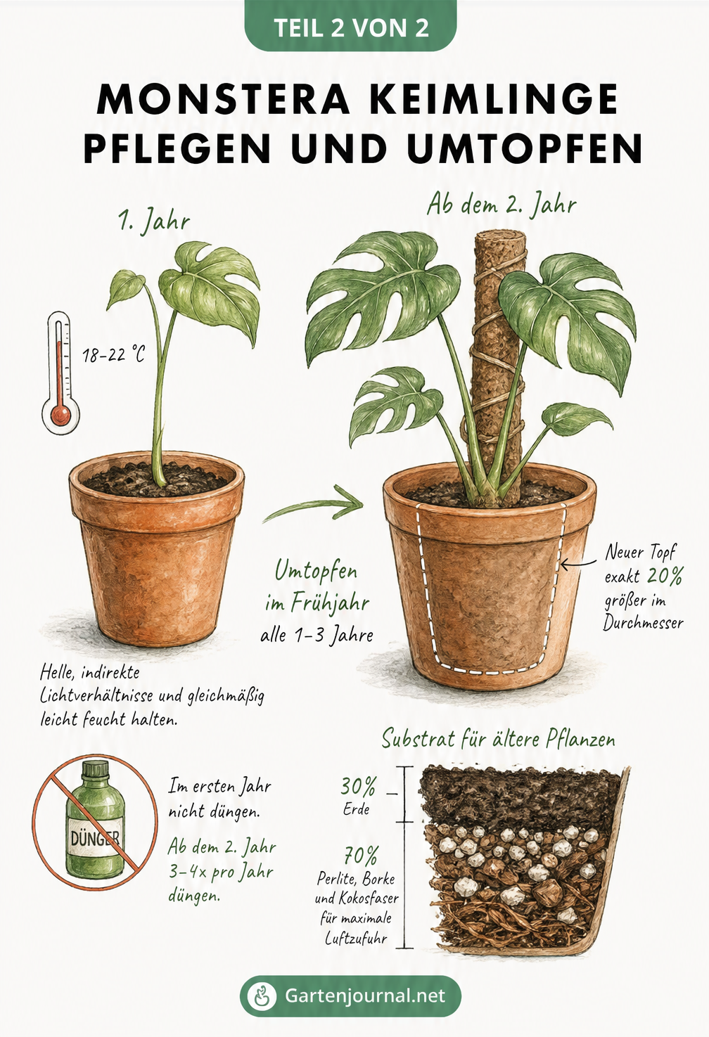 Zweiteilige Illustration: Monstera-Keimling im ersten Jahr und umgetopfte Jungpflanze mit Rankstab