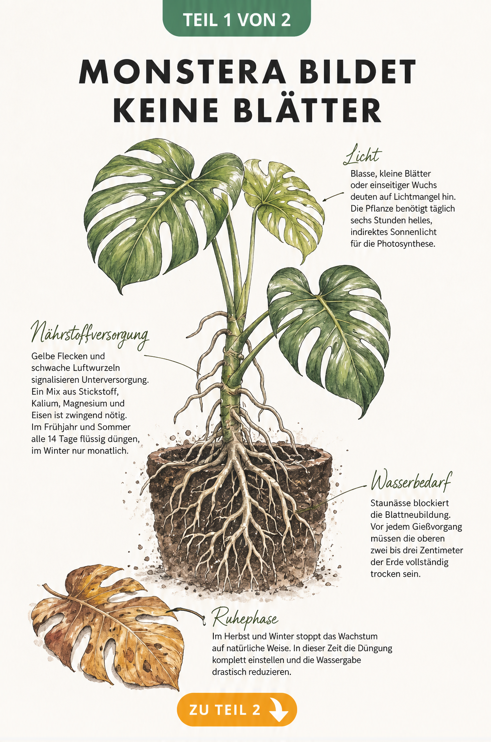 Botanische Illustration einer Monstera mit Hinweisen zu Licht, Nährstoffen, Wasser und Ruhephase