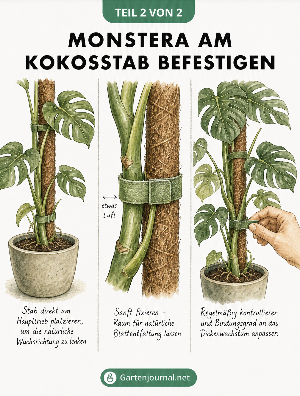 Dreiteilige Illustration zur Befestigung einer Monstera am Kokosstab: Positionierung am Haupttrieb, sanftes Fixieren mit Band und spätere Anpassung an das...