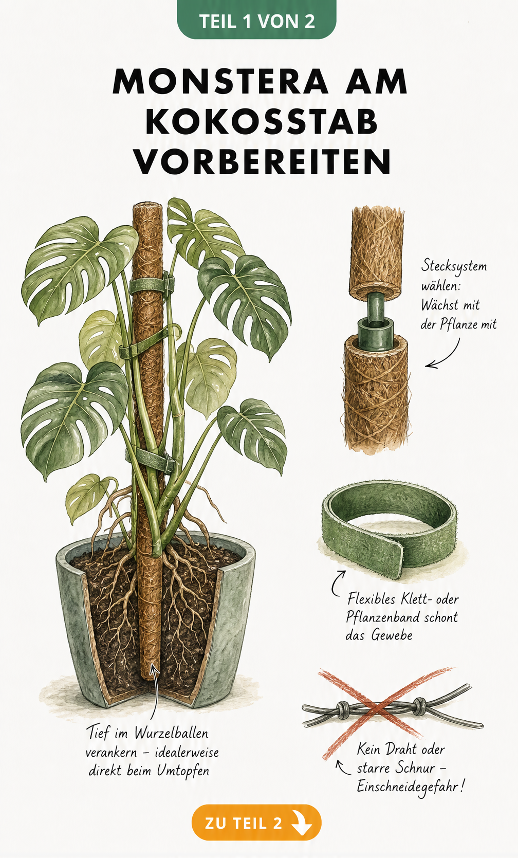 Botanische Illustration einer Monstera im Topf mit tief verankertem Kokosstab und Detailzeichnungen zu Stecksystem und weichem Klettband